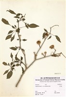 藏品(五彩椒)的圖片